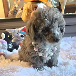 Miniature poodle girl