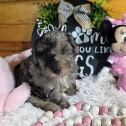 Blue merle phantom miniature poodle girl