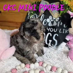 Blue merle phantom miniature poodle girl
