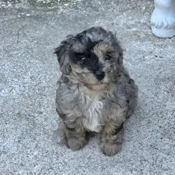 Blue merle phantom miniature poodle girl
