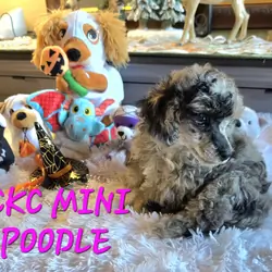 Blue merle phantom miniature poodle girl