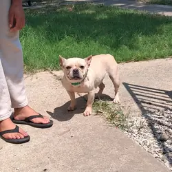 Frenchie