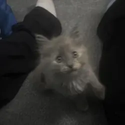 Fluffy Grey and Cream Kittens