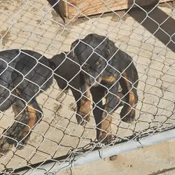 puppies