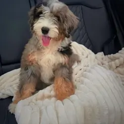 Mini Male Merle Bernedoodle
