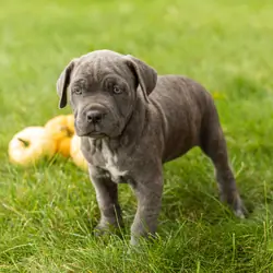 AKC Cane Corso female pup in Indiana (Bonnie)