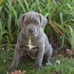AKC Cane Corso female pup in Indiana (Bonnie)