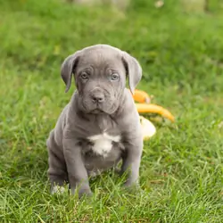 AKC Cane corso male pup in Indiana (Blue)