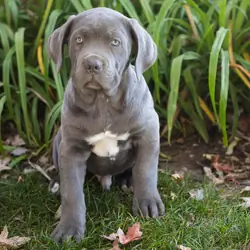 AKC Cane corso male pup in Indiana (Blue)