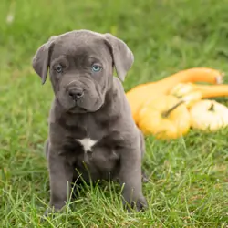 AKC Cane Corso female pup in Indiana (Mollie)