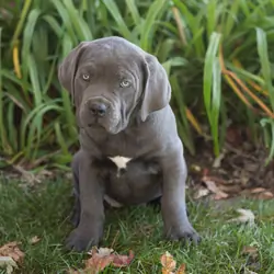 AKC Cane Corso female pup in Indiana (Mollie)