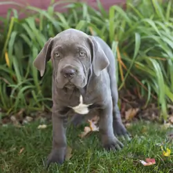 AKC Cane Corso male pup in Indiana (Sarge)