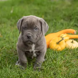 AKC Cane Corso male pup in Indiana (Theo)