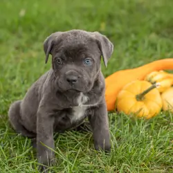 AKC Cane corso male pup in Indiana (Max)