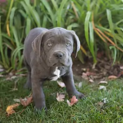 AKC Cane corso male pup in Indiana (Max)