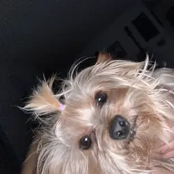 Teacup Yorkshire terrier