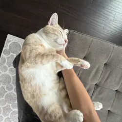 Best Cat Ever - 2 y/o Orange Cat