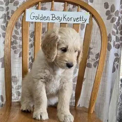 Golden Doodle