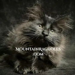 Black Mountain Ragdolls