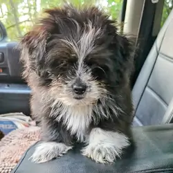 Shih Tzu / Pomeranian