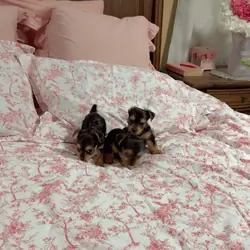 Yorkshire Terrier Puppies