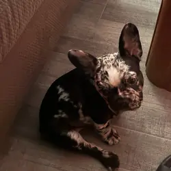 Mini boy Frenchie