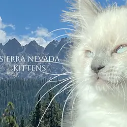 Sierra Nevada Kittens