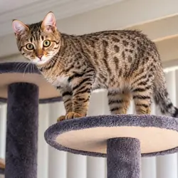 Bangel Cat