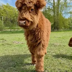 Mini Highland Calves Available