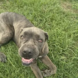 2 Year Old Male Cane Corso