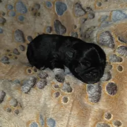 Pure breed Pug Puppies