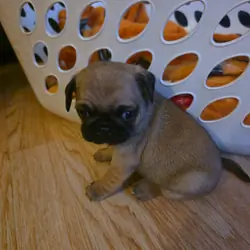 Pure breed Pug Puppies