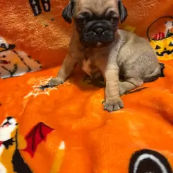 Pure breed Pug Puppies