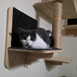 2 Kittens, Owner Passed Away