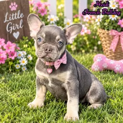 Heidi Female AKC French Bulldog