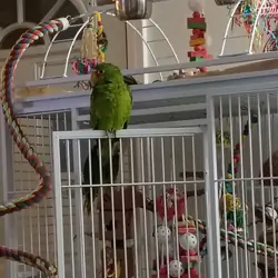 White front Amazon pair
