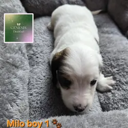 🐾 Genesis Dachshunds: Mini Long-Haired Pups Avail