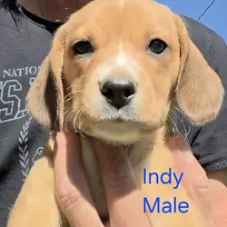 Chocolate Beagle Male- Indy
