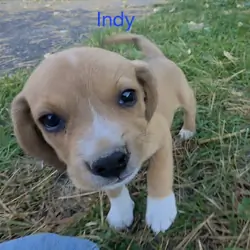Chocolate Beagle Male- Indy