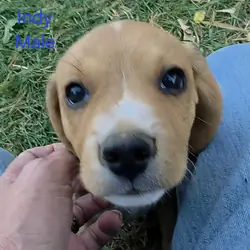 Chocolate Beagle Male- Indy