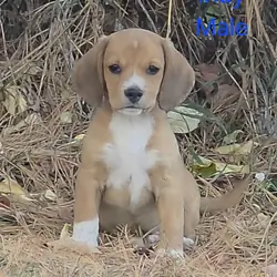 Chocolate Beagle Male- Indy
