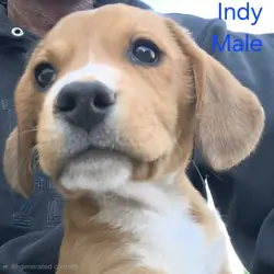 Chocolate Beagle Male- Indy