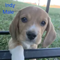 Chocolate Beagle Male- Indy