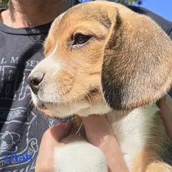 Beagle Male - Utah