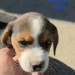 Beagle Male - Arizona