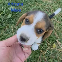 Beagle Male - Arizona