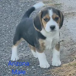 Beagle Male - Arizona