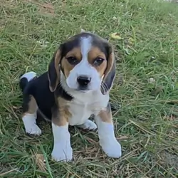 Beagle Male - Arizona