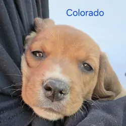 Chocolate Beagle Male- Colorado