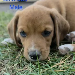 Chocolate Beagle Male- Colorado